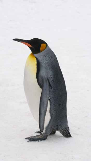 Pinguine Steckbrief - Bilder, Verhalten, Rassen und Arten | ScreenHaus