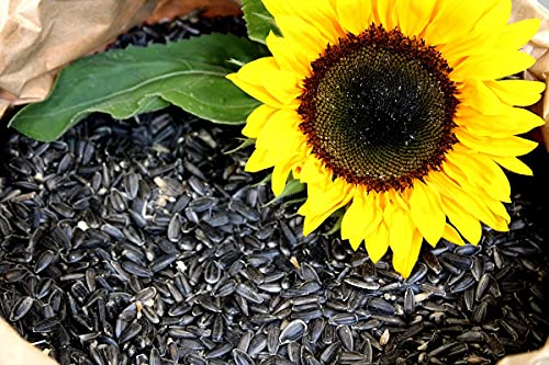 Sonnenblumenkerne Schwarz 25 Kg Futterbauer Neue Ernte 2022 Vogelfutter