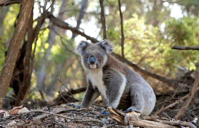Koala Steckbrief - Bilder, Verhalten, Rassen und Arten