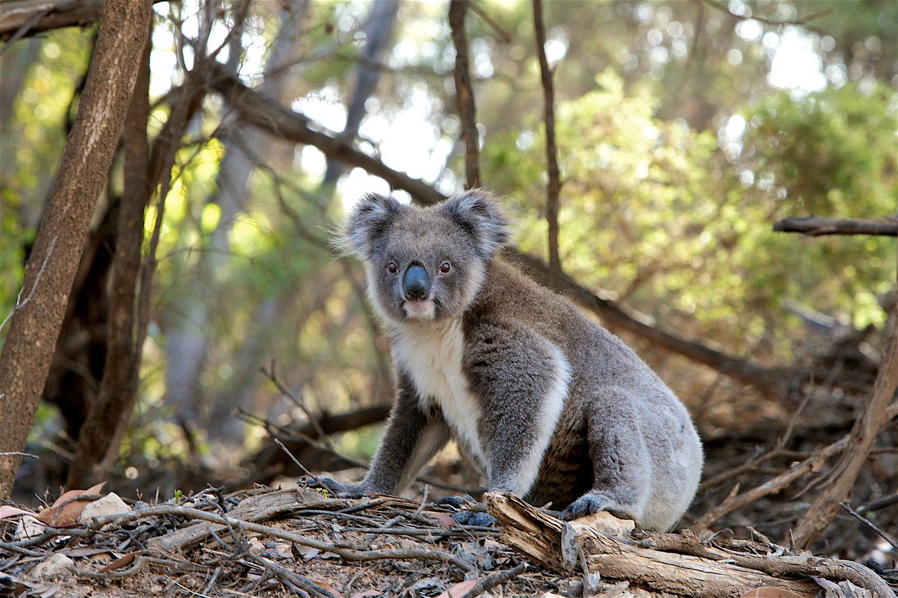 Koala Steckbrief – Bilder, Verhalten, Rassen und Arten