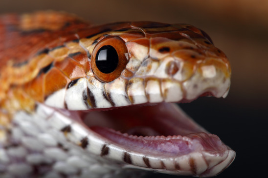 Schlangen Steckbrief – Bilder, Verhalten, Rassen und Arten, Heimat, Lebensraum, Nachwuchs