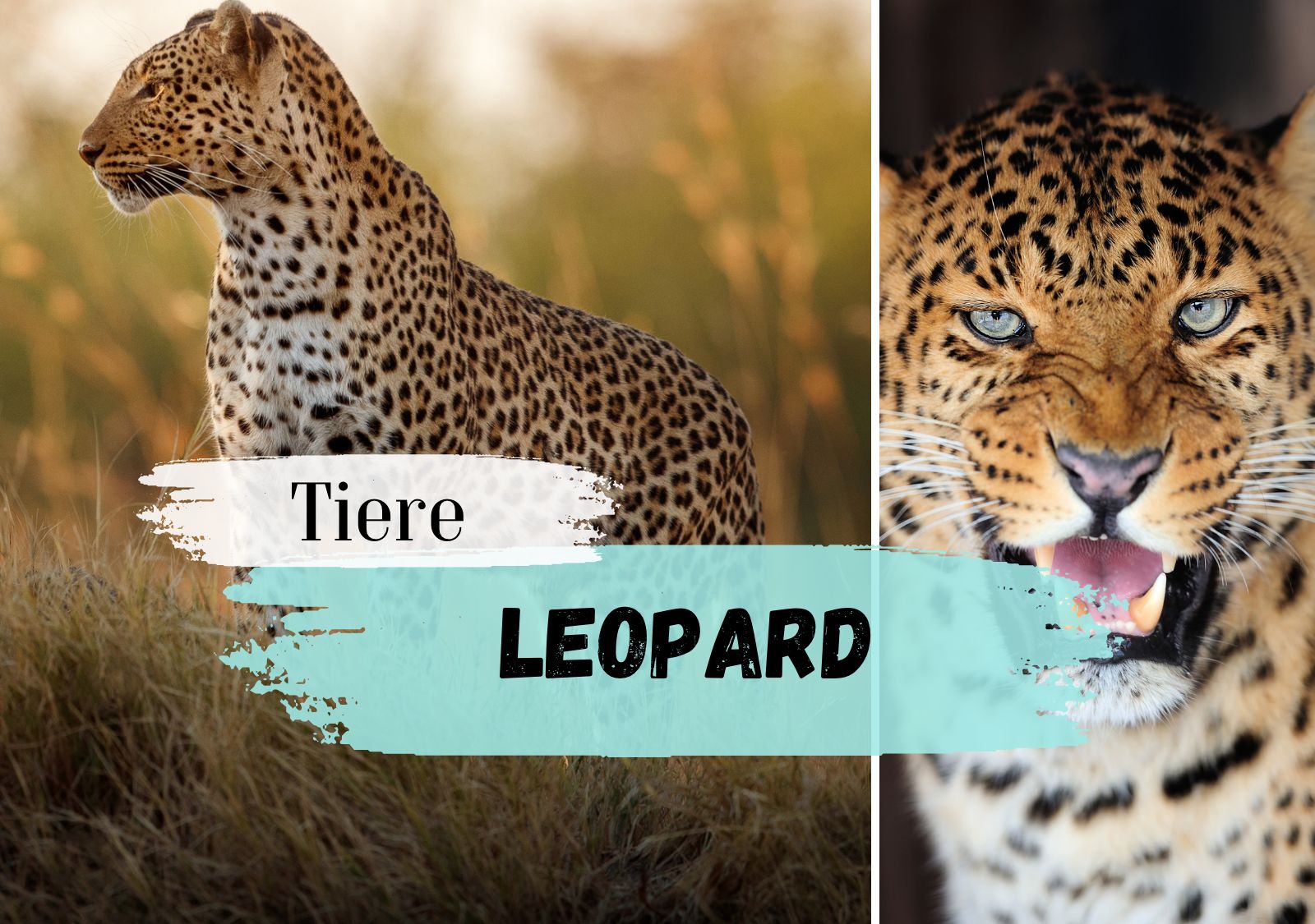 Leopard Steckbrief - Aussehen, Heimat, Nahrung, Jagdverhalten