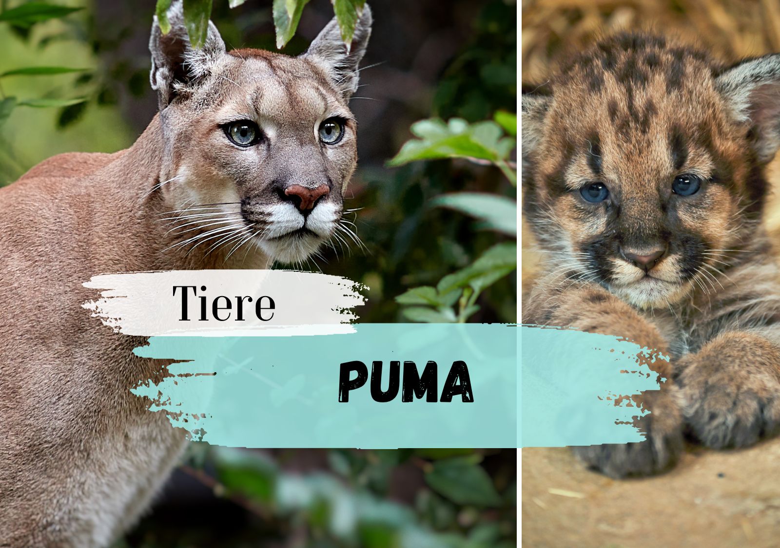 Puma Steckbrief - Aussehen, Lebensweise, Verhalten