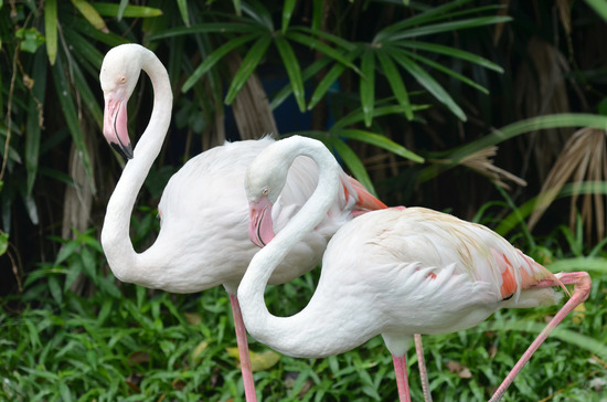 Flamingo Steckbrief - Aussehen, Ernährung, Vorkommen
