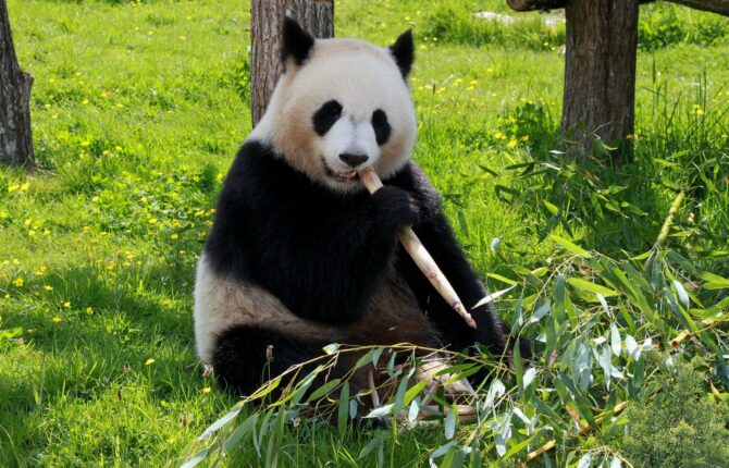 Panda Steckbrief - Aussehen, Heimat, Ernährung