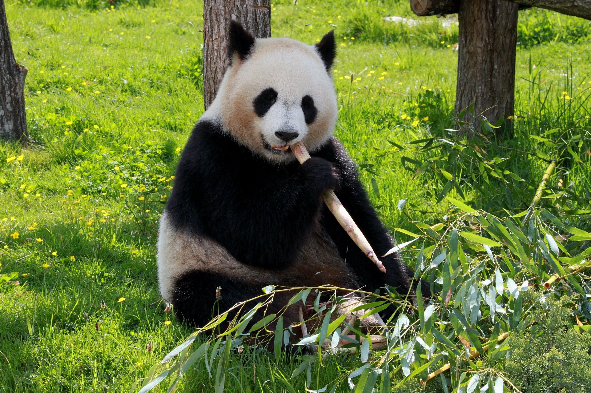 Panda Steckbrief – Aussehen, Heimat, Ernährung