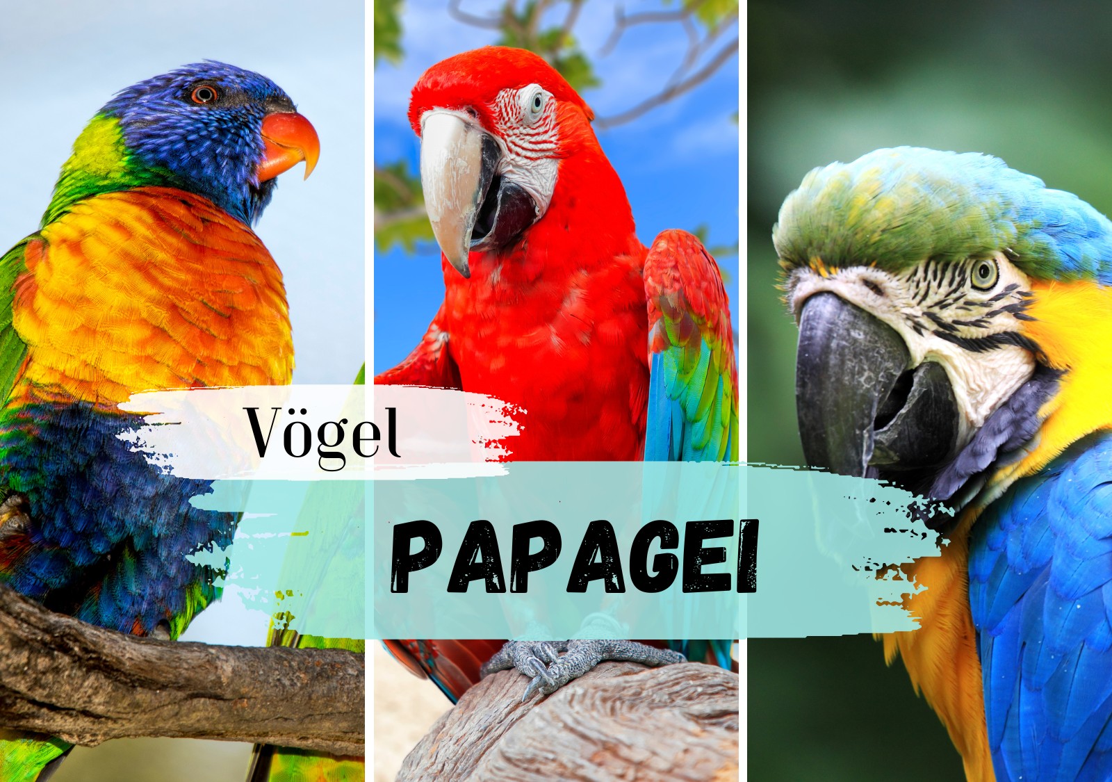 Papagei Steckbrief & Bilder - Heimat, Nahrung, Gefahren, Fortpflanzung