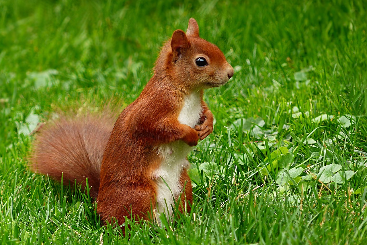 Eichhörnchen Steckbrief – Arten, Nahrung & Abstammung