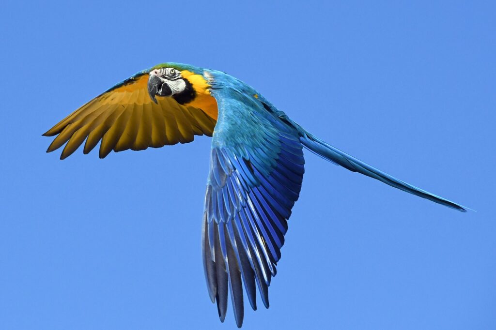 Fliegender Papagei