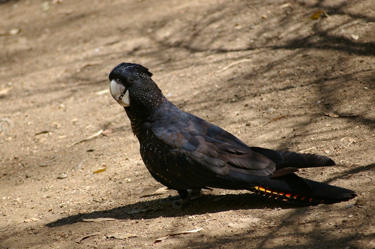 Schwarzer Papagei Steckbrief – Palmkakadu, Rabenkakadu