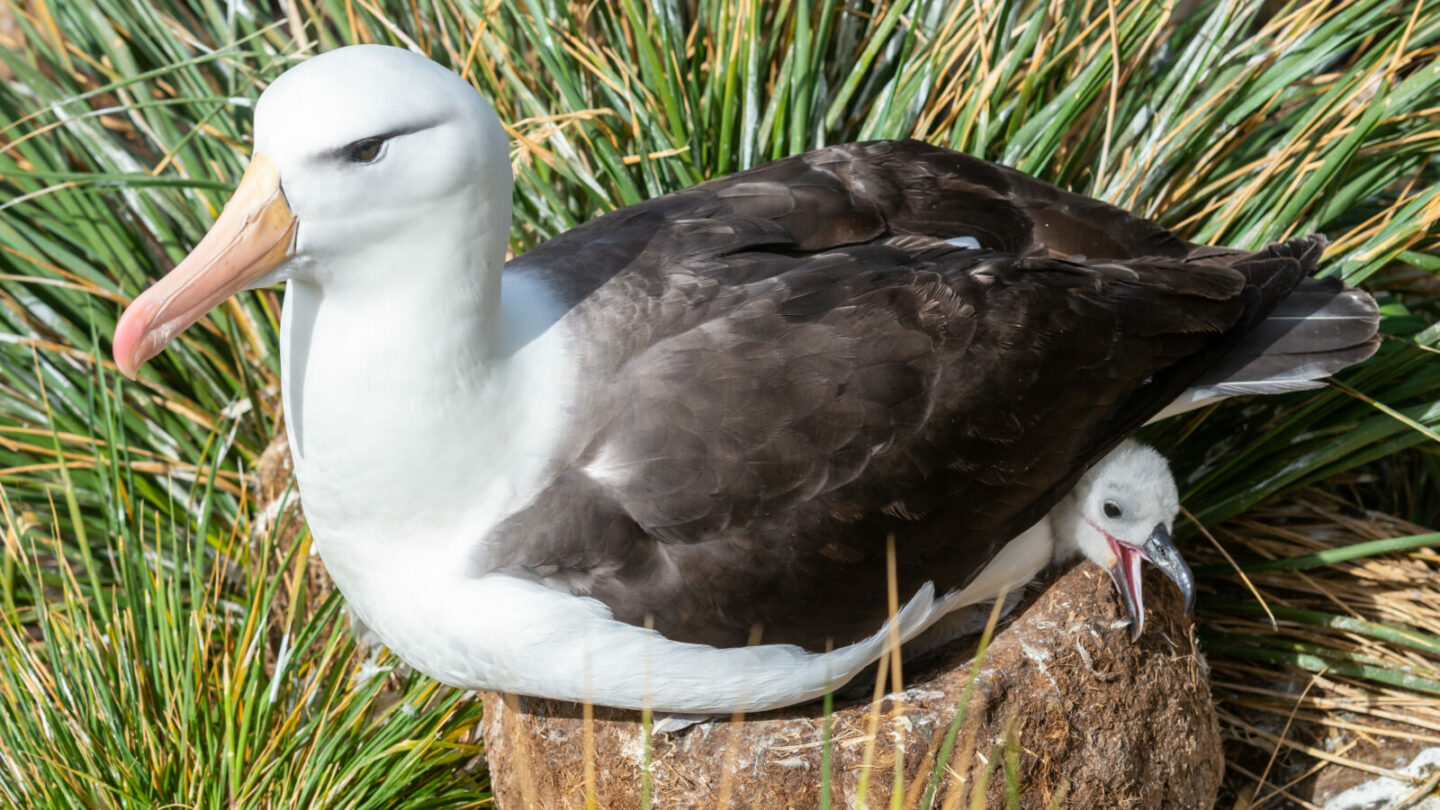 Albatros Meeresvogel - Steckbrief
