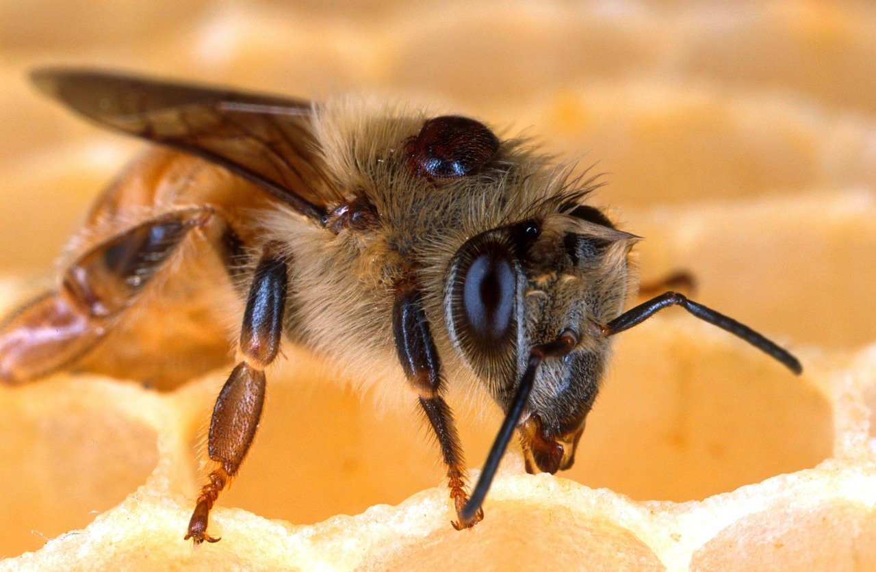 Honigbiene Steckbrief – Brutgewohnheiten, Funktion der Königin & der Arbeiterinnen