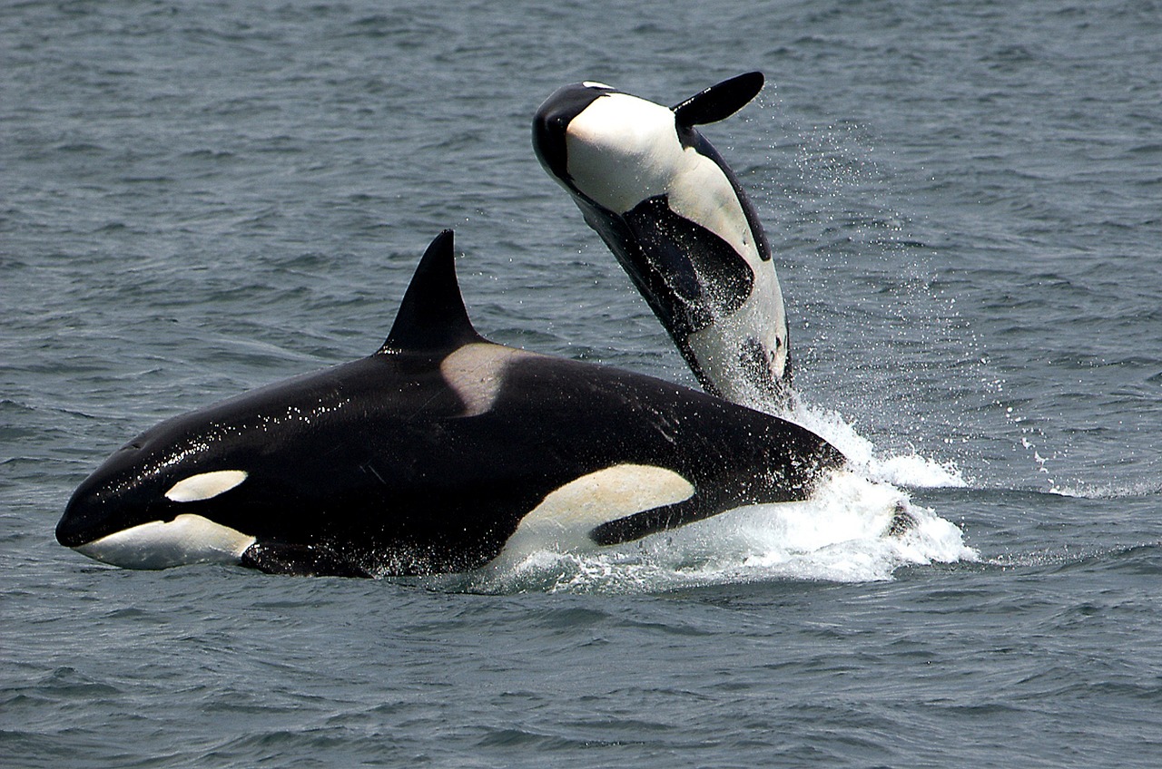 Orca Steckbrief – Aussehen, Namen, Gefangenschaft