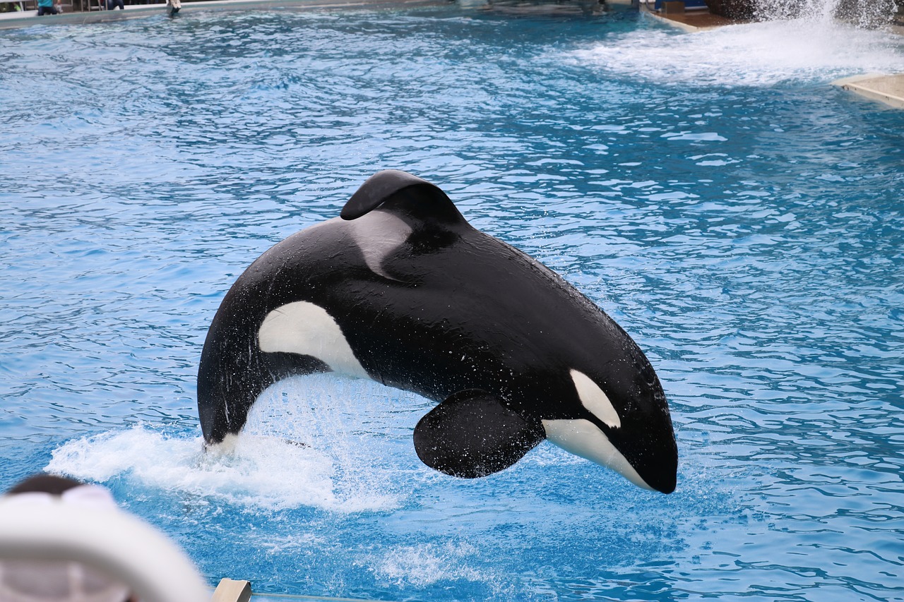 Orca Steckbrief - Aussehen, Namen, Gefangenschaft