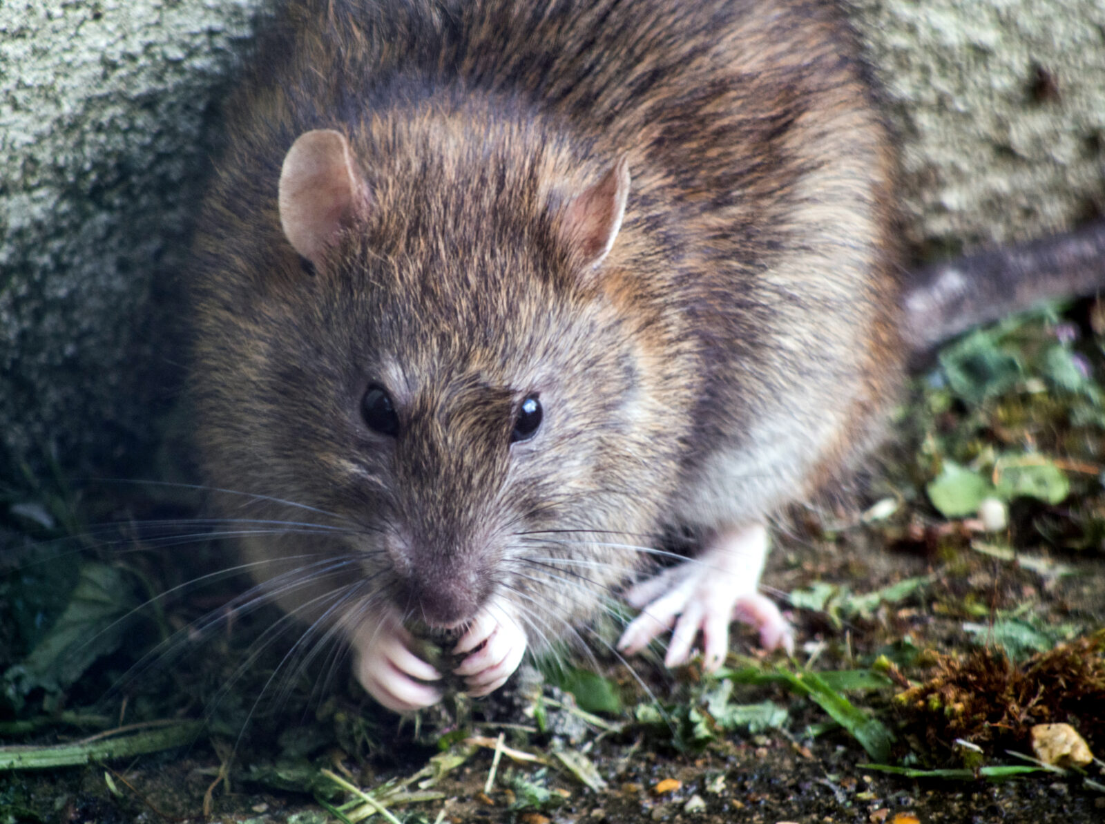 Ratten Steckbrief – Haltung, Aussehen, Arten