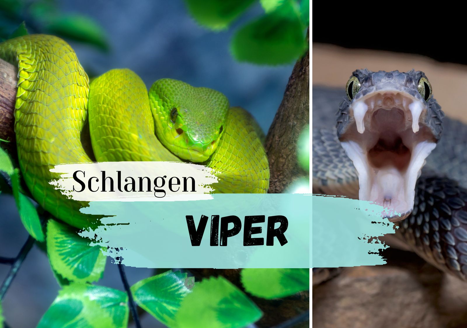 Viper Steckbrief - Allgemein, Aussehen, Schlangengift