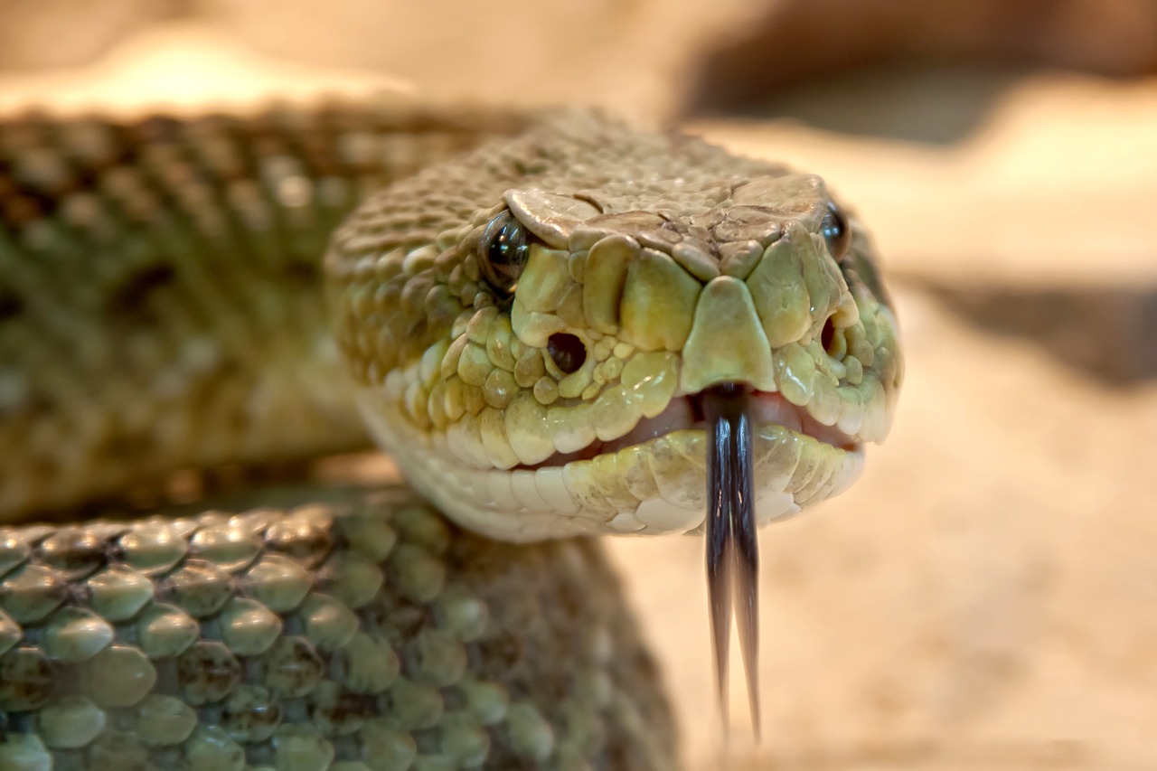 Viper Steckbrief – Allgemein, Aussehen, Schlangengift