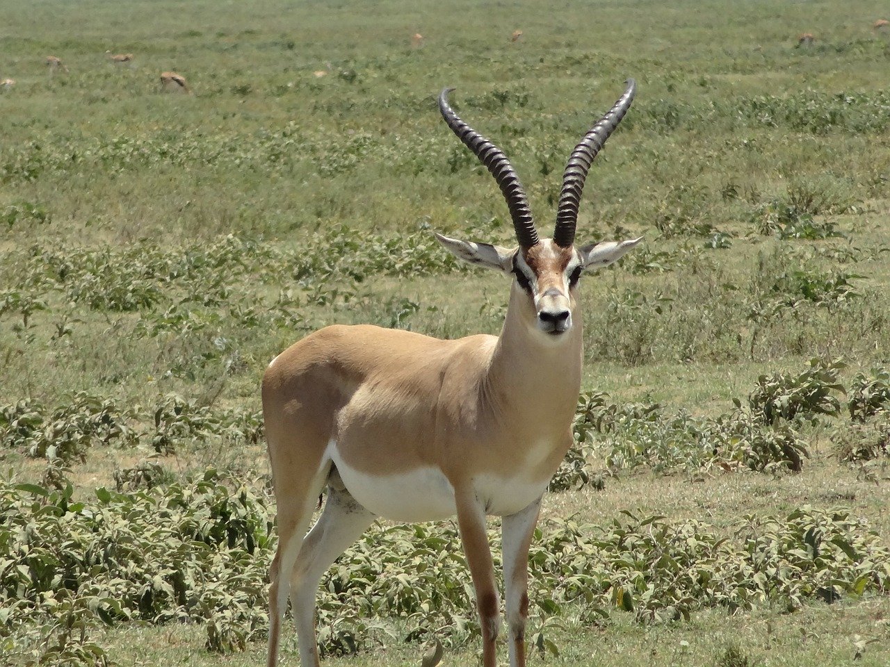 Gazelle Steckbrief – Verbreitung, Lebensweise, Feinde