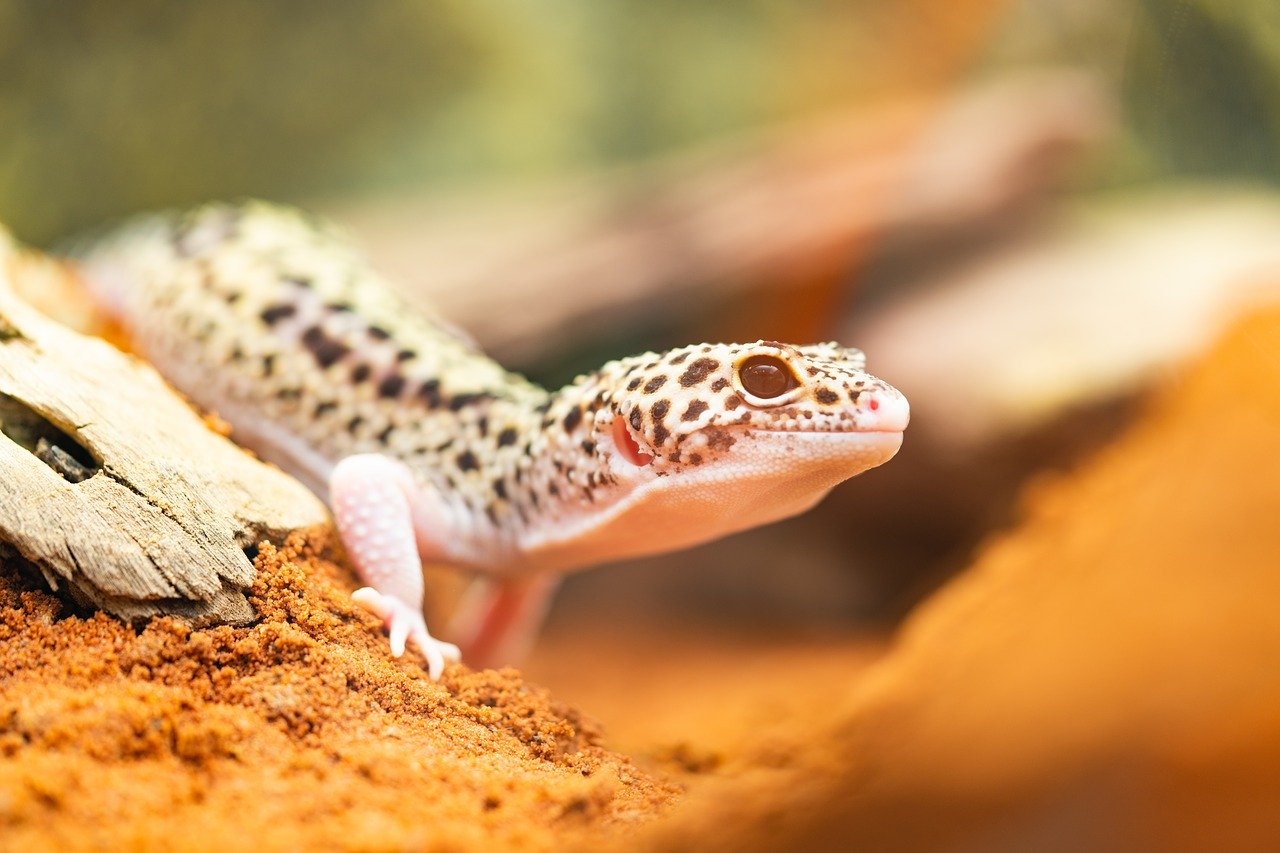 Gecko Steckbrief – Aussehen, Farbwechsel, Ernährung, Arten, Anschaffung & Haltung