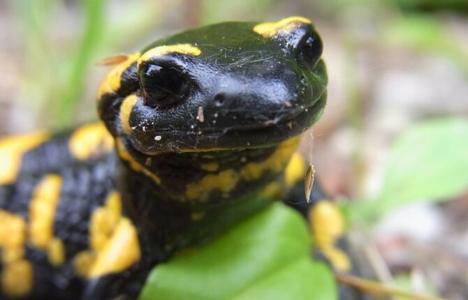 Salamander Steckbrief - Aussehen, Fortpflanzung, weitere Arten
