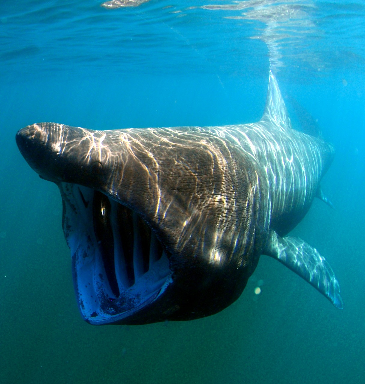 Riesen Hai