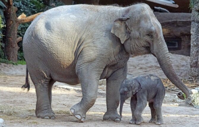 Asiatischer Elefant Steckbrief - Aussehen, Lebensweise, Fortpflanzung
