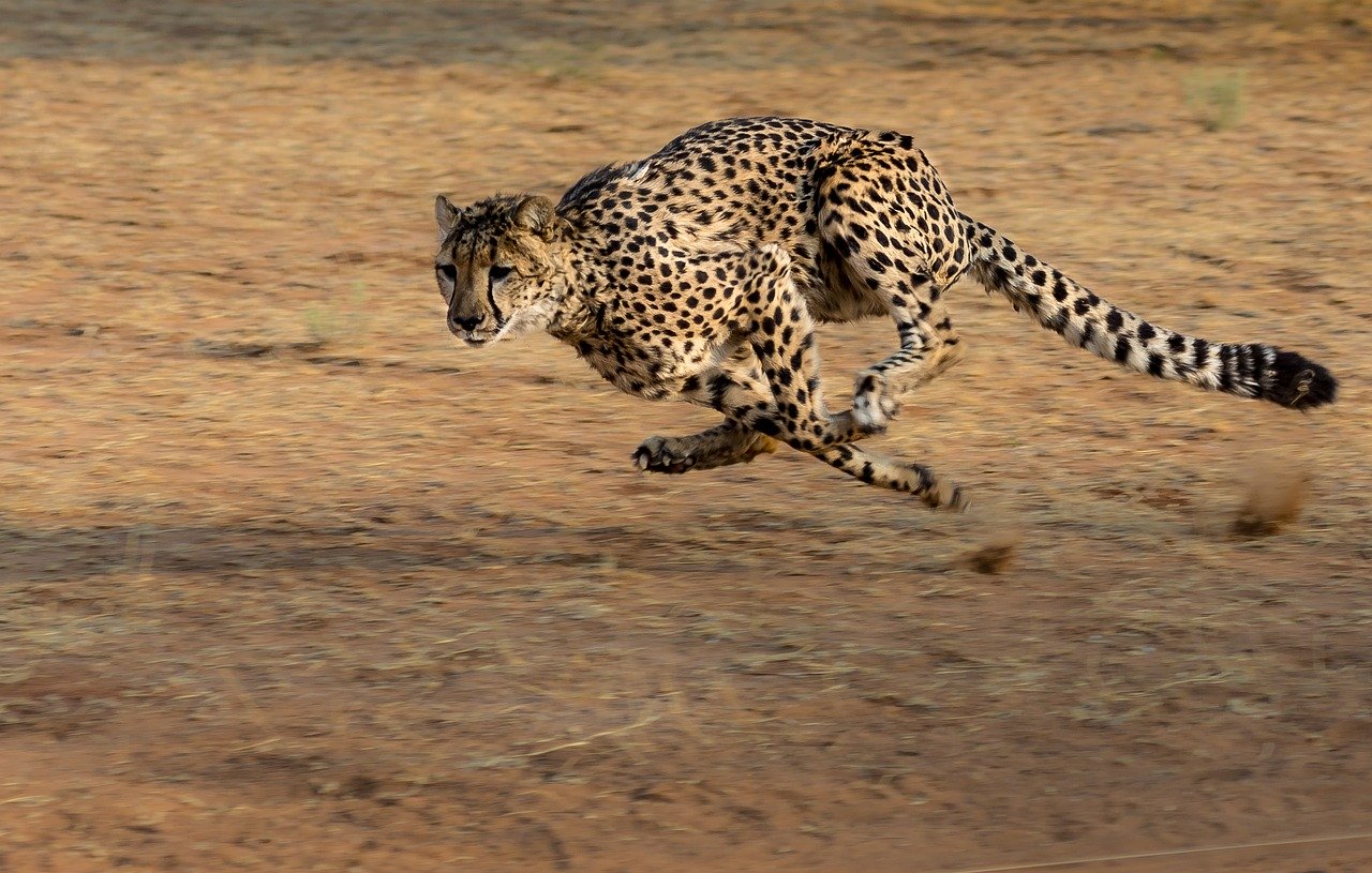 So schnell können Tiere laufen…