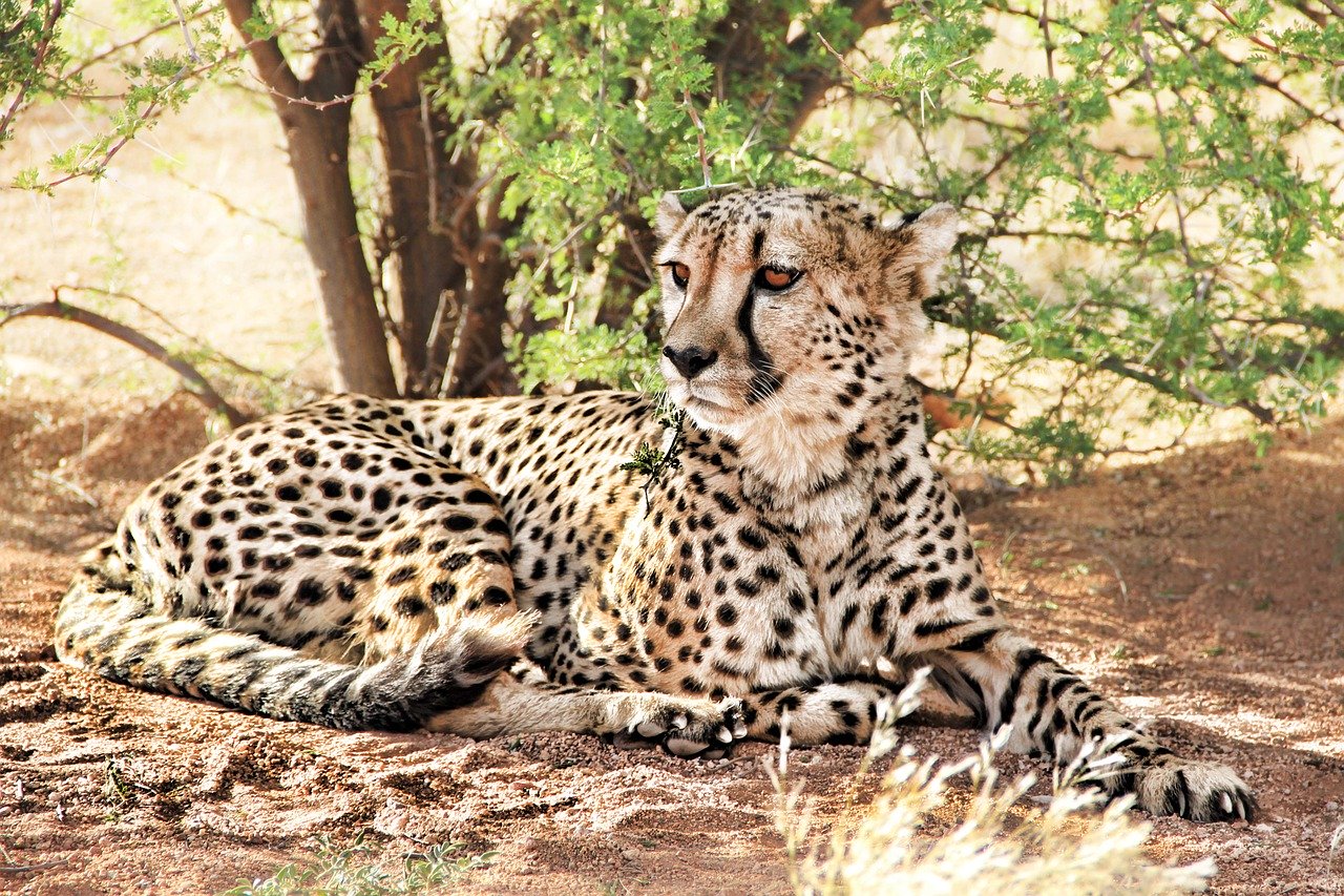 Gepard Steckbrief – Aussehen, Lebensraum, Jagdweise & Nahrung, Fortpflanzung