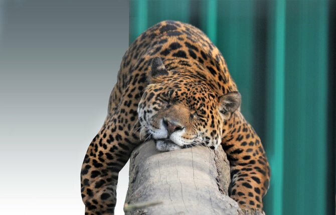 Jaguar Steckbrief - Aussehen, Verbreitung, Lebensweise, Fortpflanzung