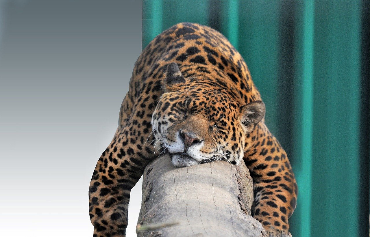 Jaguar Steckbrief – Aussehen, Verbreitung, Lebensweise, Fortpflanzung