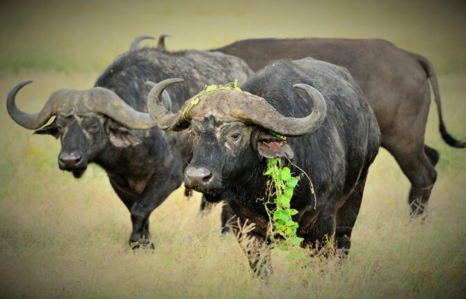 Kaffernbüffel / Afrikanischer Büffel Steckbrief - Rassegliederung, Körperbau, Lebensweise, Lebensraum