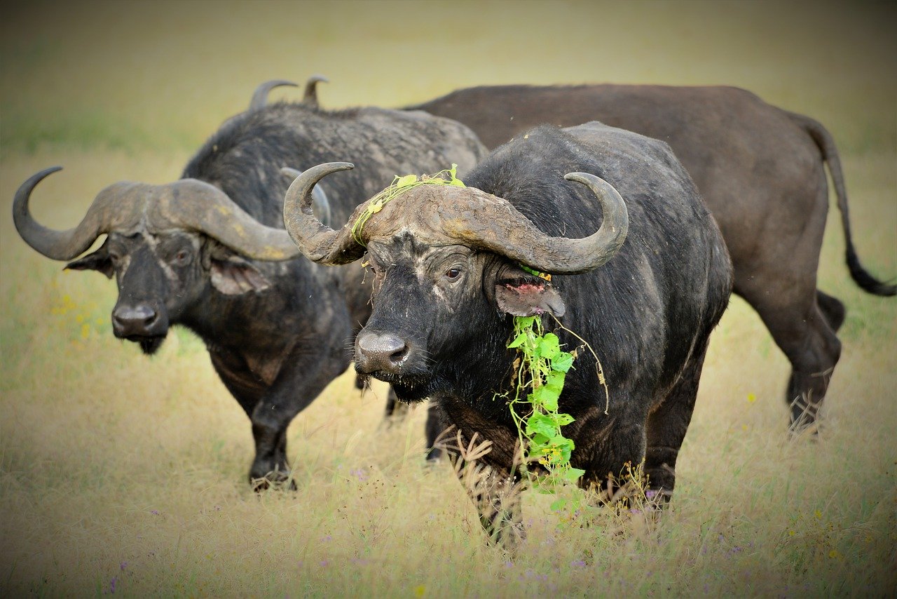 Kaffernbüffel / Afrikanischer Büffel Steckbrief – Rassegliederung, Körperbau, Lebensweise, Lebensraum