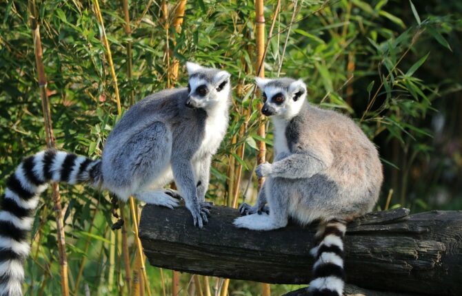 Lemuren Steckbrief - Lebensweise & Lebensraum, Nahrung