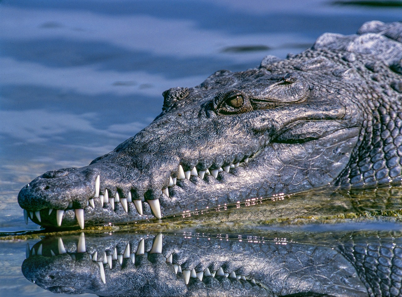 Alligator Steckbrief – Unterschied zu Kaimanen, Fortpflanzung