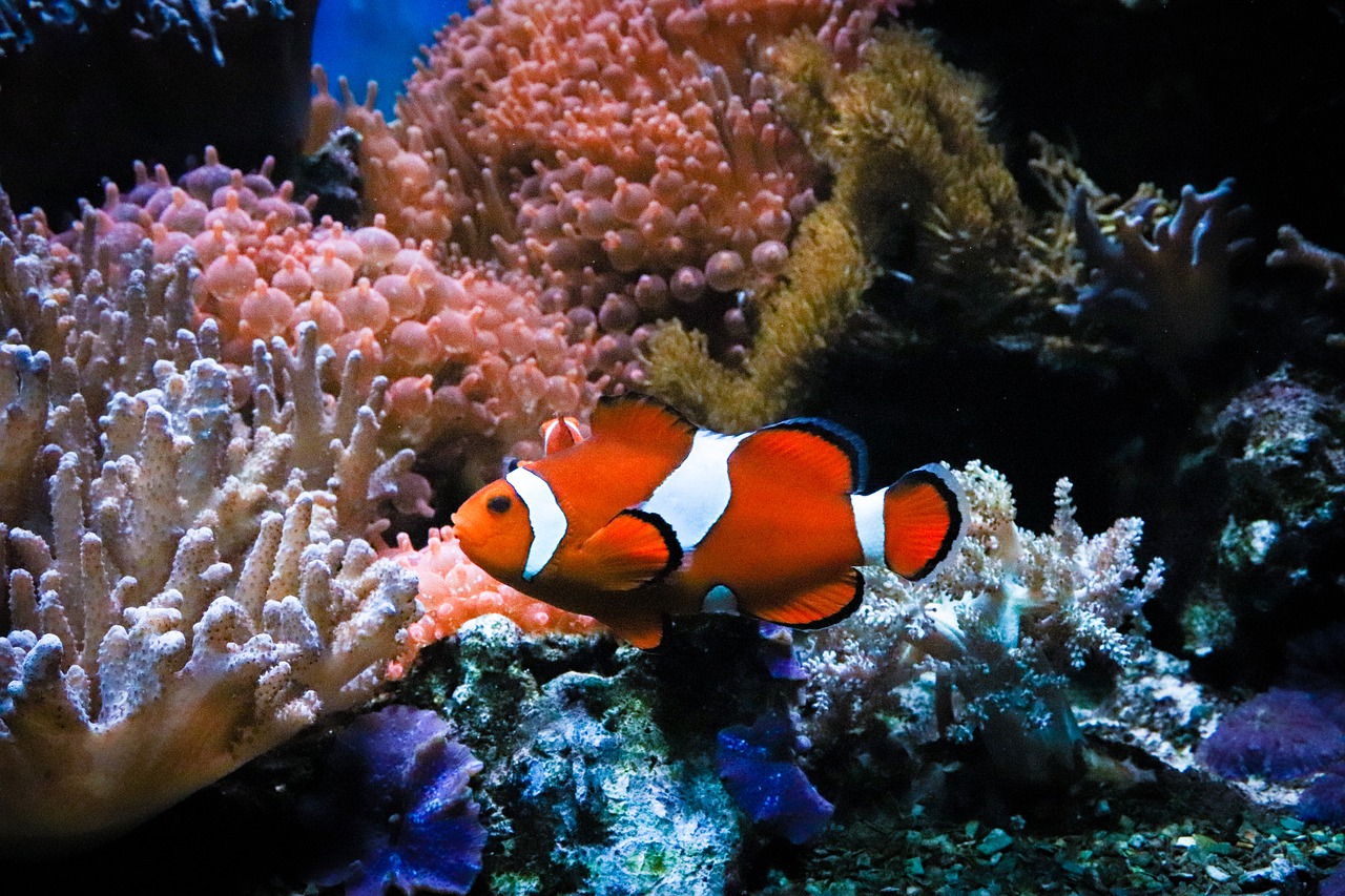 Anemonenfisch oder Clownfisch Steckbrief – Arten, Leben in der Anemone