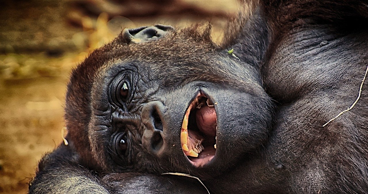 Gorilla Steckbrief – Arten, Aussehen, Lebensweise, Fortpflanzung
