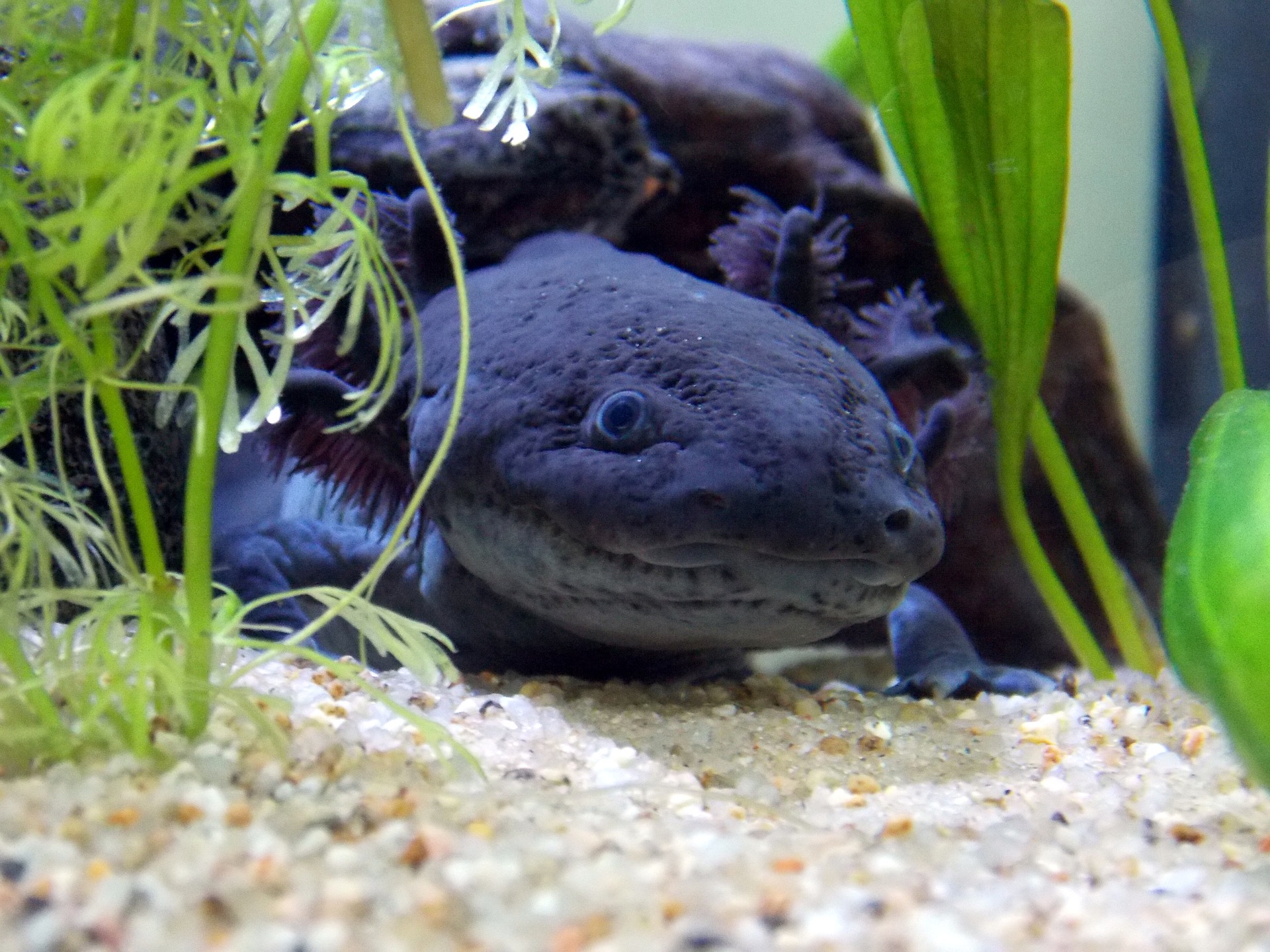 Axolotl Steckbrief – Neotenie, Aussehen, Systematische Stellung