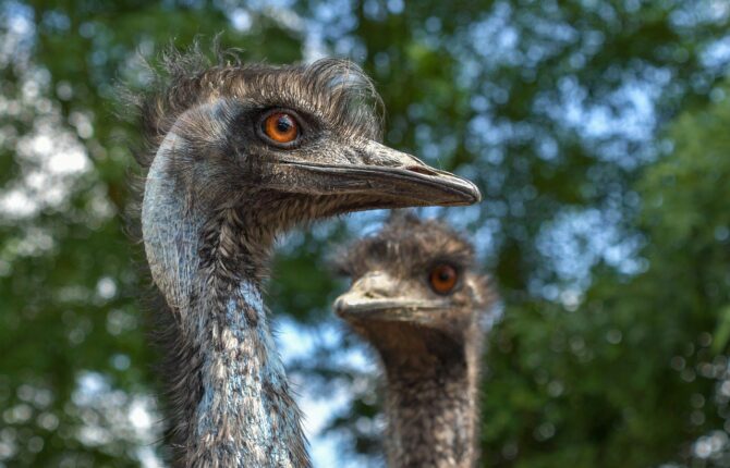Emus Steckbrief - Aussehen, Fortpflanzung, Nahrung, Verfolgung
