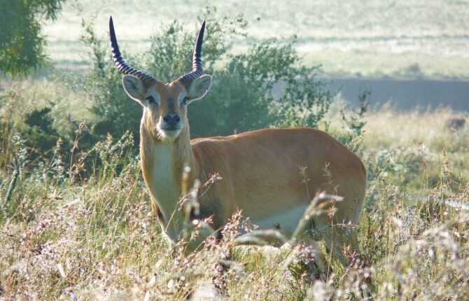 Moorantilope Steckbrief - Aussehen, Lebensraum & Lebensweise, Fortpflanzung, Feinde