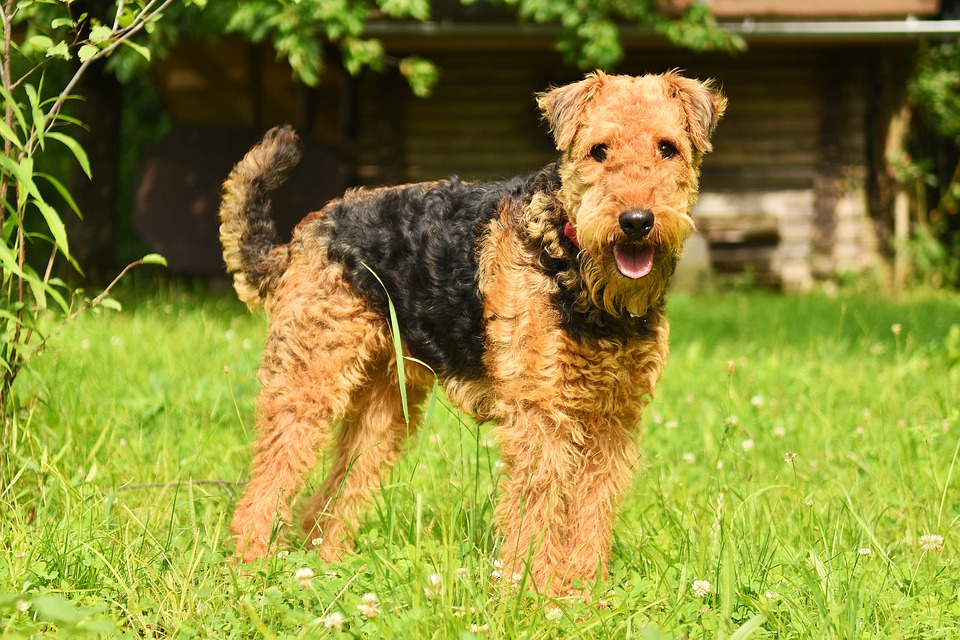 Airedale-Terrier Steckbrief – Aussehen, Verhalten und Haltung