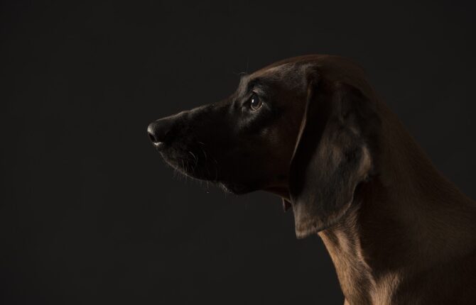 Bayerischer Gebirgsschweißhund Steckbrief - Aussehen, Verhalten und Haltung