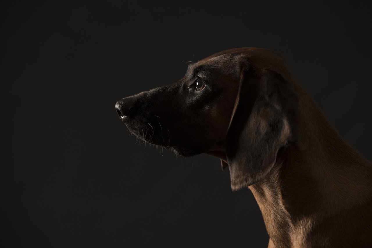 Bayerischer Gebirgsschweißhund Steckbrief – Aussehen, Verhalten und Haltung