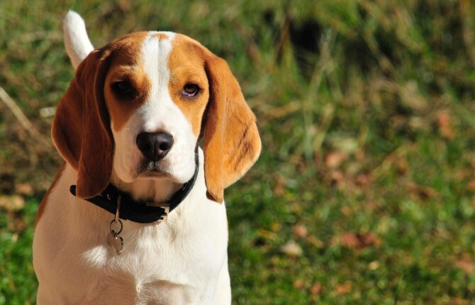 Beagle Steckbrief - Aussehen, Verhalten und Haltung
