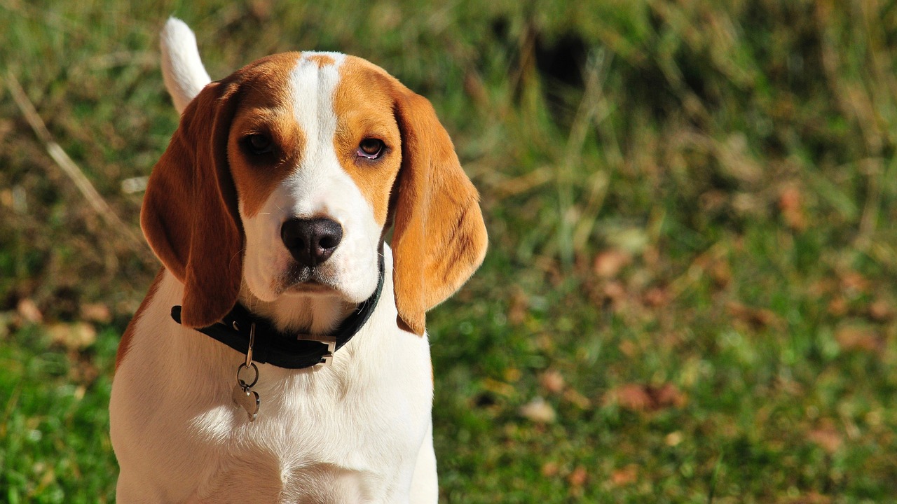 Beagle Steckbrief – Aussehen, Verhalten und Haltung