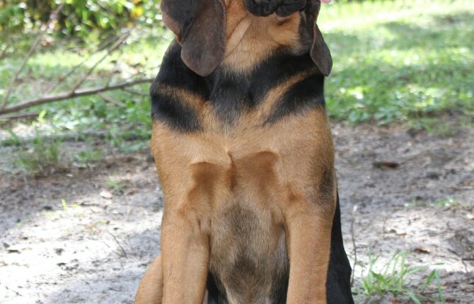 Bloodhound/Bluthund Steckbrief - Aussehen, Verhalten und Haltung