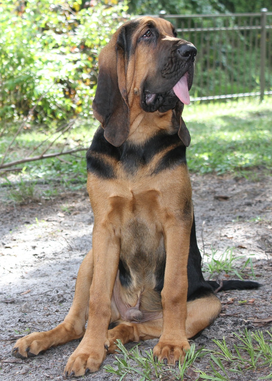 Bloodhound/Bluthund Steckbrief – Aussehen, Verhalten und Haltung