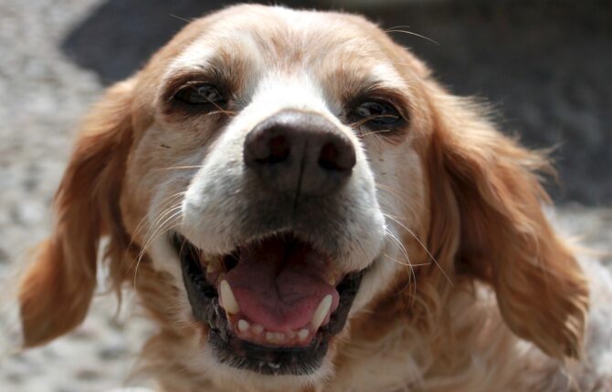 Bretonischer Vorstehhund Steckbrief - Aussehen, Verhalten und Haltung