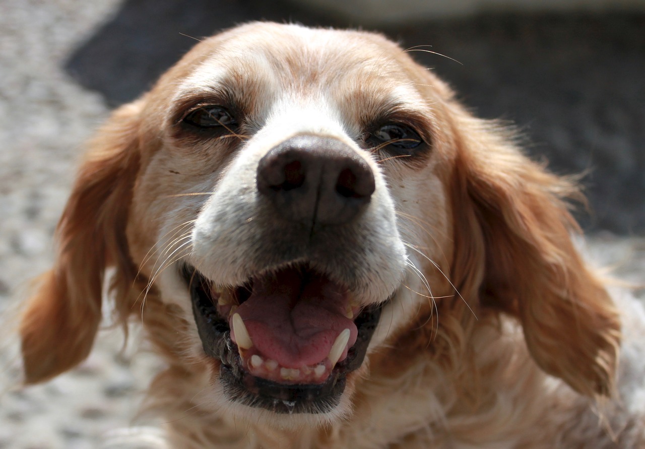 Bretonischer Vorstehhund Steckbrief – Aussehen, Verhalten und Haltung