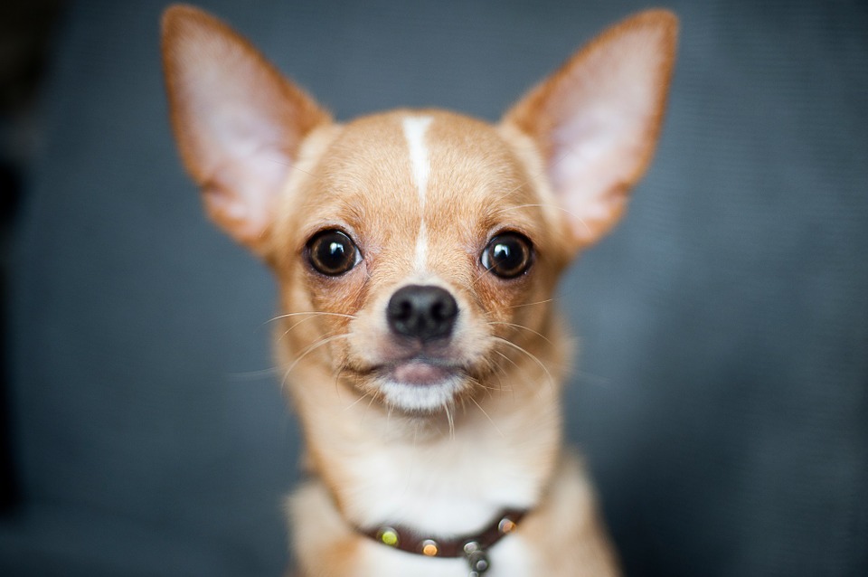 Chihuahua Steckbrief – Aussehen, Verhalten und Haltung