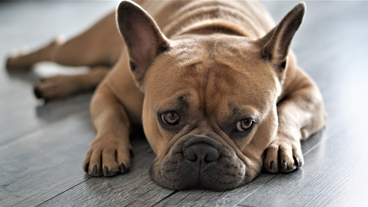 Französische Bulldogge Steckbrief- Aussehen, Verhalten und Haltung